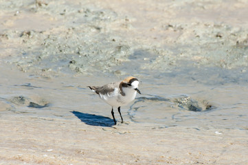 Puna Plover Bird