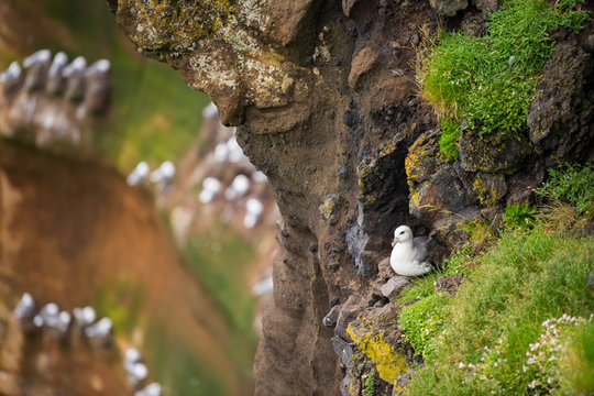 Beautiful seagulls sitting on cliff in Londrangar ,iceland.
