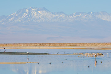 Chaxa Lagoon - Chile