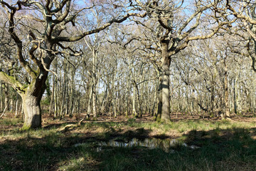 Trees at Arne