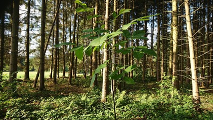 Obraz premium Wald Burg