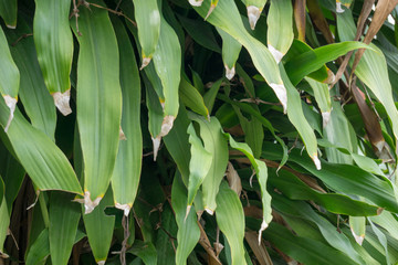 Leaves of Dracaena fragrans or cornstalk dracaena or common name Cape of Good Hope or Dracaena. There is burn disease at the tips of its foliage.