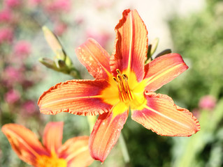 Blossoming orange daylily with background made out of next lilies.  