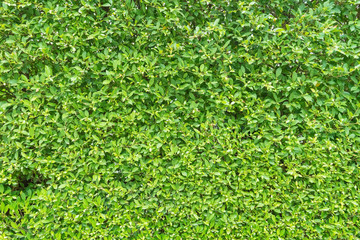 green leaf in agricultural farm for background