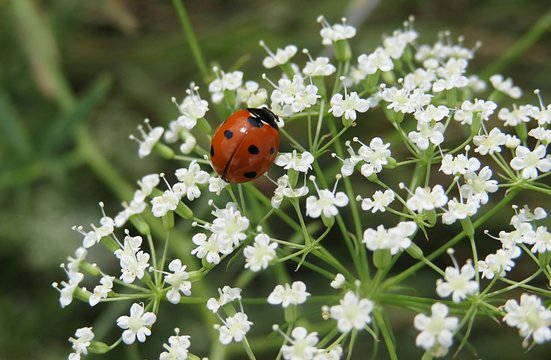 Ladybug on white falcaria flowers in the meadow, closeup 