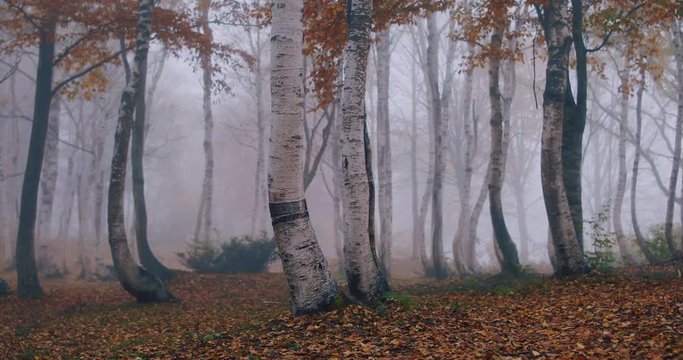 秋のイメージ　霧の白樺林　舞い落ちる紅葉