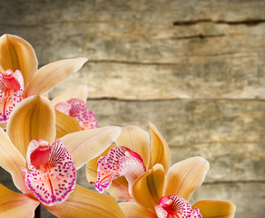 image of beautiful flowers on wooden board background  closeup