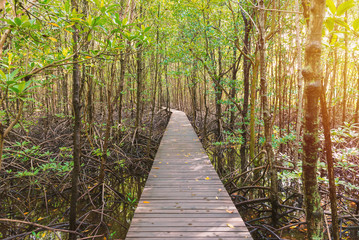 Mangrove trees and roots nature at Kung Krabaen Bay Thailand