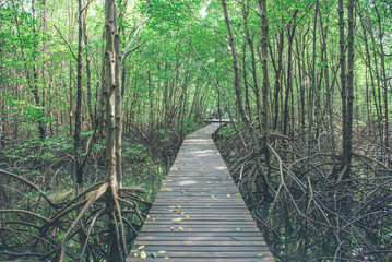Fototapeta na wymiar Mangrove trees and roots nature at Kung Krabaen Bay Thailand