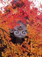 京都　常寂光寺　紅葉と鐘楼