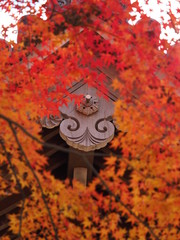 京都　常寂光寺　紅葉と鐘楼
