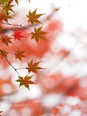 京都のカラフルな紅葉