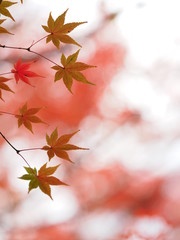 京都のカラフルな紅葉