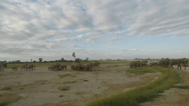 wild living elephants in kenya