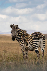 Fototapeta na wymiar Zebra in the field