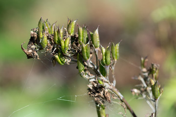 Flower seeds Delphinium