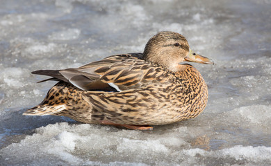 mallard duck sitting on ice