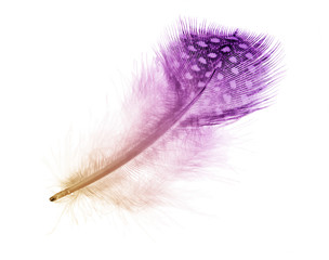 colored feather in light spots isolated on white