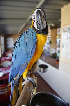 Loro