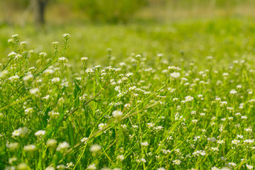 Fresh green spring grass in the morning background