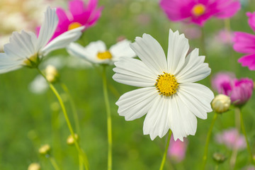 Cosmos colorful flower in the beautiful garden