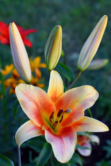 Fototapeta premium Orange pink lily flower and three buds in summer garden closeup top view image with blurry green leaves background.