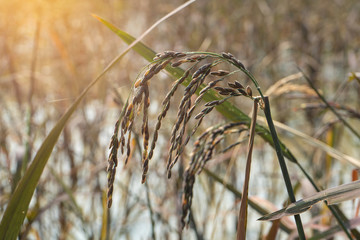 Rice berry in farm (Thai black jasmine rice)