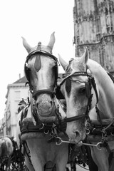 Naklejka na ściany i meble Horses and carriage on stefansplatz in Vienna