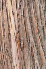 Close up bark texture pattern of brown tree for background