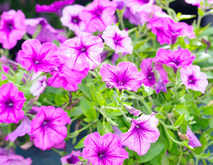 violet flowers tropical
