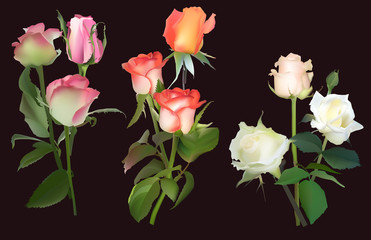 three color rose bunches isolated on black