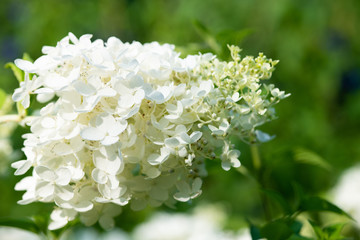 白いノリウツギの花のアップ