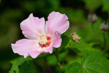 ピンク色のムクゲの花のアップ