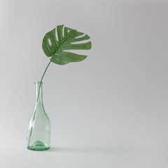 Green monstera leaf in glass bottle. Tropical still life concept. Minimal summer backround. © Zamurovic Brothers
