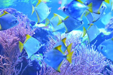 A flock of silver fish among algae at the depths