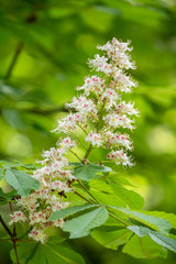 Chestnut tree on Spring