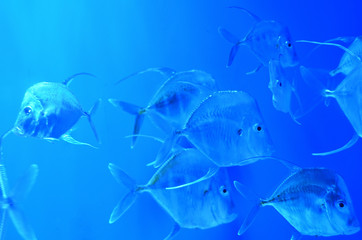 A flock of silver, almost transparent fish