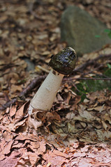 Phallus impudicus