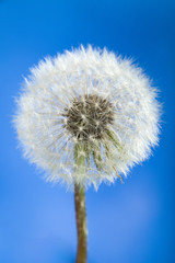 fluffy dandelion on blue background close up