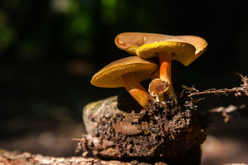 A group of mushrooms grow on a stone. Mushrooms in sunshine.