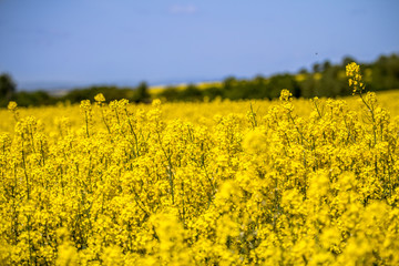Raps field landscape