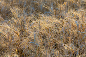 cereal ears in evening light