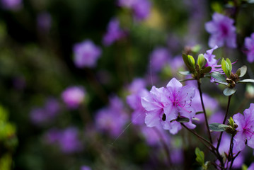 Fototapeta na wymiar Pink spring flowers in a wood