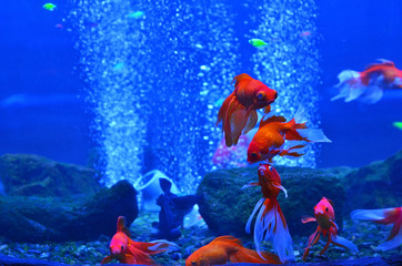 Red (golden) fish in a deep aquarium among stones