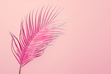 Tropical bright pink background with exotic painted tropical palm leaf. Minimal fashion summer...