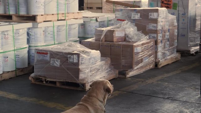 customs police officer shows dog labrador where to look for drugs
