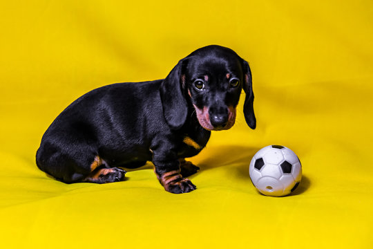 Puppy Dachshund on a yellow background