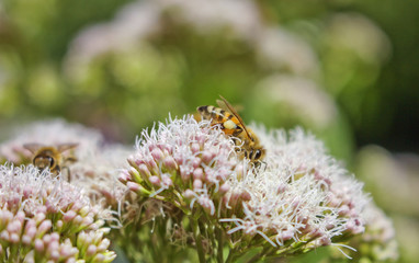 bienen natur sommer