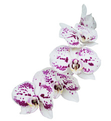 Orchird Flowers Branch Isolated on White