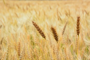 麦秋の頃の麦畑